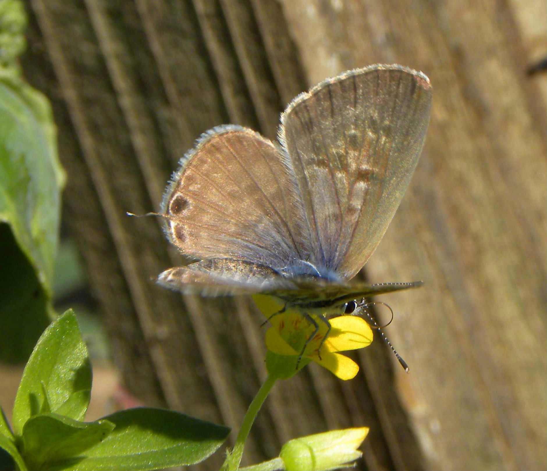farfalla da identificare